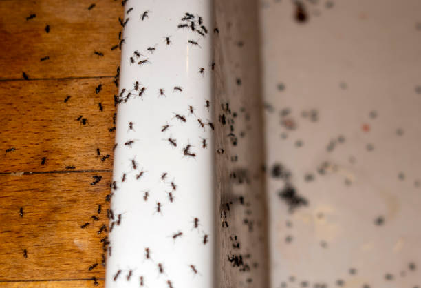 Best Local Pest Control Services  in Springfield, KY