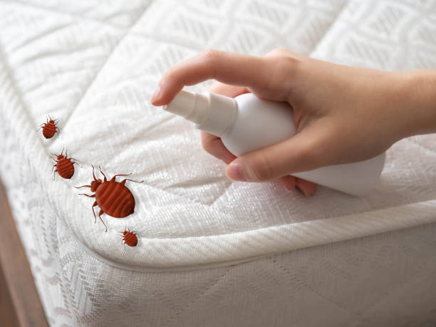 Best Residential Pest Control  in Springfield, KY