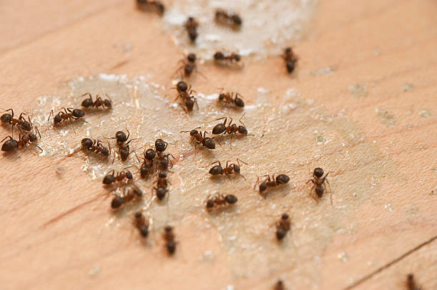 Flea Control Services in Springfield, KY