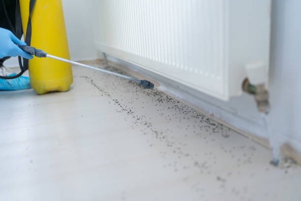 Best Pest Control Near Me  in Springfield, KY